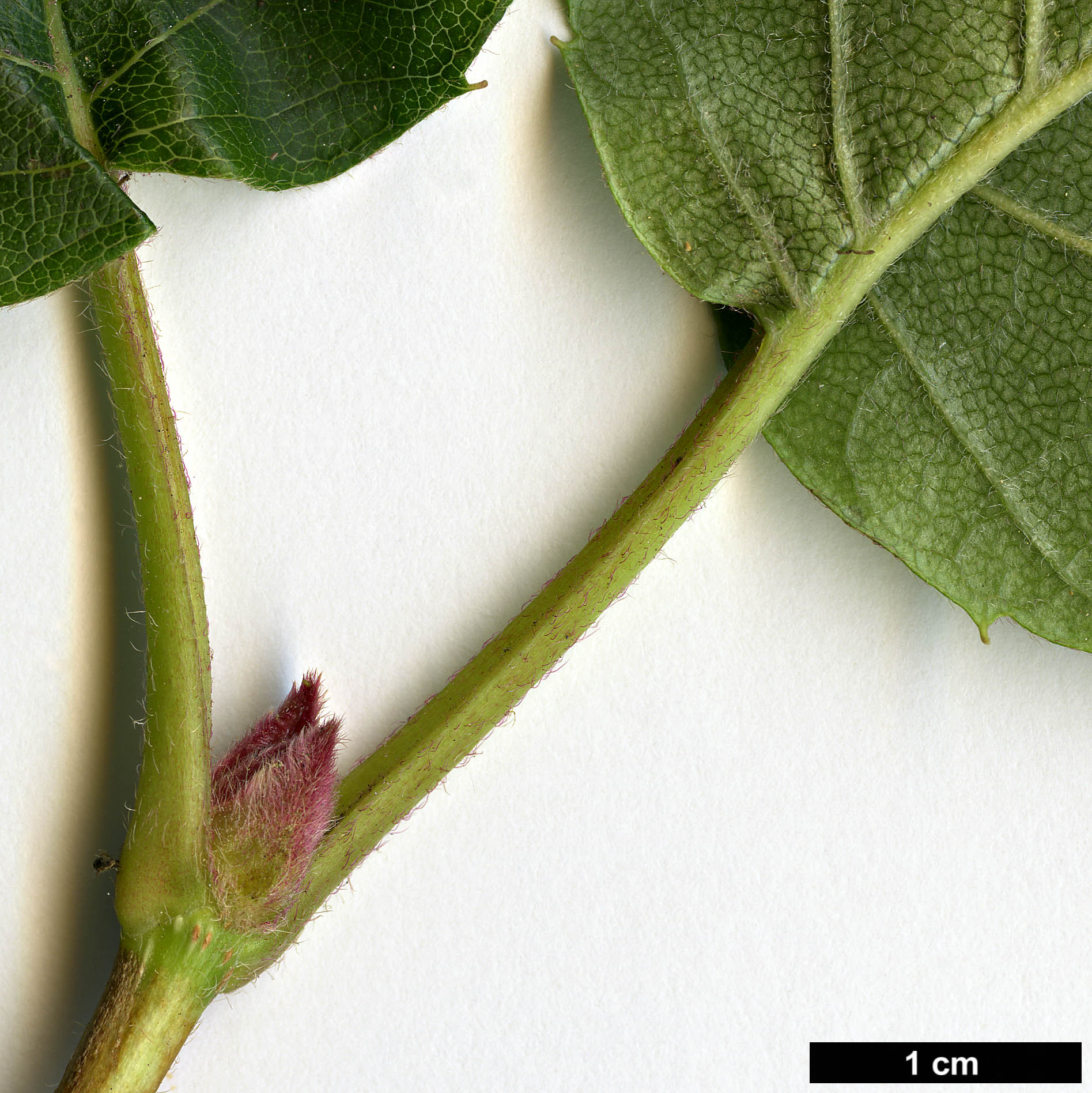 High resolution image: Family: Hydrangeaceae - Genus: Schizophragma - Taxon: hydrangeoides - SpeciesSub: f. quelpartensis High resolution image: Family: Hydrangeaceae - Genus: Schizophragma - Taxon: hydrangeoides - SpeciesSub: f. quelpartensis